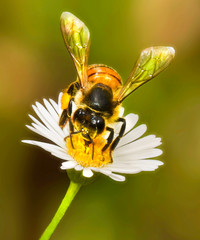 Bee on a Flower Close up 