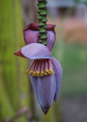 die Blüte von Banane am Baum