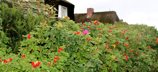 colorful red green rose hedges and rose hips in sylt germany in summer spring