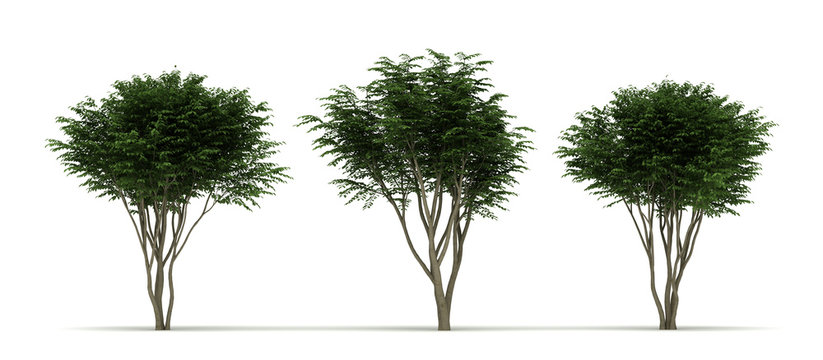 Three Caragana Arborescens Tree