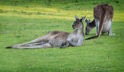 Western Grey Kangaroo (Macropus fuliginosus) © Imagevixen