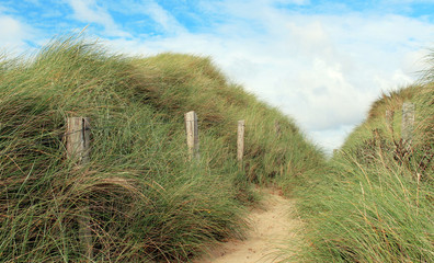 german sylt landscape at the beach of the north sea in late summer autumn with green and red heather pagan and sand