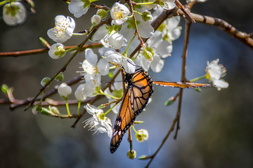 Monarch Butterfly on white Blossom 