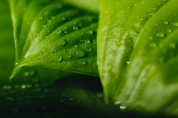 Green leaves with water drops background, close up. Spring, summer or health concept. 