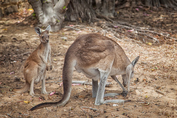Naklejka na ściany i meble Western Grey Kangaroo (Macropus fuliginosus)