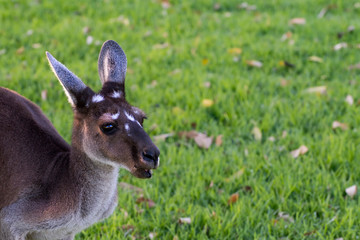 Western Grey Kangaroo (Macropus fuliginosus)