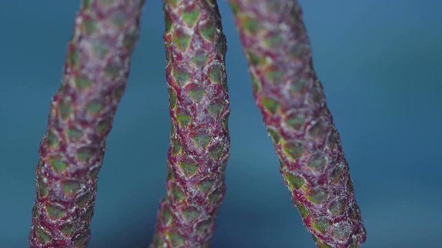 22302_The_macro_shot_of_the_male_catkins_plants.mov