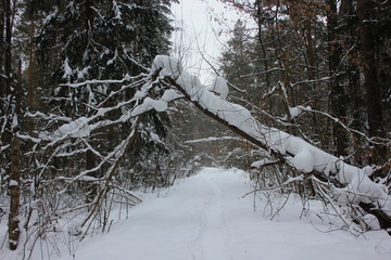 Fototapeta premium A fallen tree hung over a path in a pine forest. Cloudy cold day. Around a lot of snow.