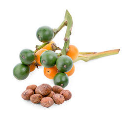fresh betel nut on betel leaf isolated on white background