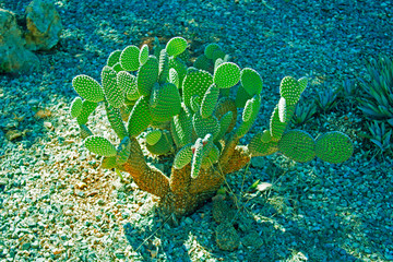 Big bright green cactus on the pebble