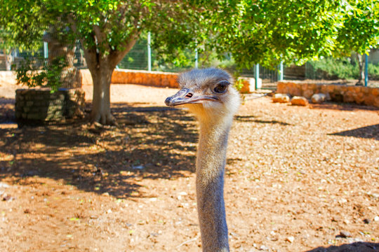 Neidkopf Bilder Durchsuchen 964 Archivfotos, und