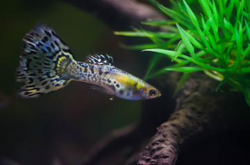  Pretty Guppy in an aquarium