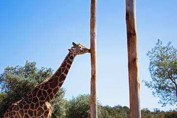 Giraffe eating bald tree without bark in zoo
