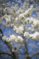 spring, blossoms on a cherry tree 