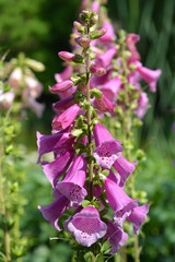 Foxglove Excelsior Hybrids
