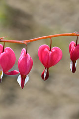 Bleeding heart