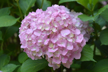 French hydrangea