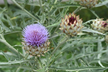 Artichoke thistle