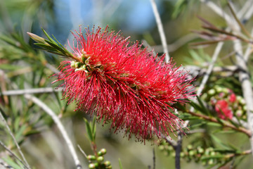 Scarlet bottlebrush