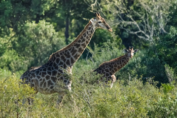 Giraffe in the jungle habitat, Africa