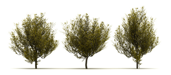 Three Cornus Mas Tree