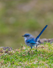 Splendid Fairy Wren, Malurus splendens, Western Australia