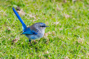 Splendid Fairy Wren, Malurus splendens, Western Australia