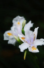 Fototapeta premium isolated fringed Iris herb