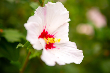 beautiful white mallow flower on the Green bushes.