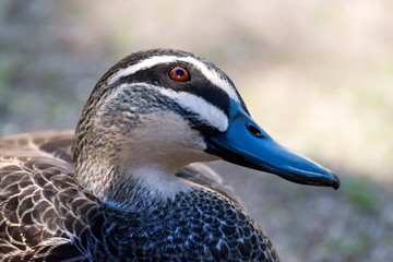 Close up of a Pacific Black Duck - Anas superciliosa
