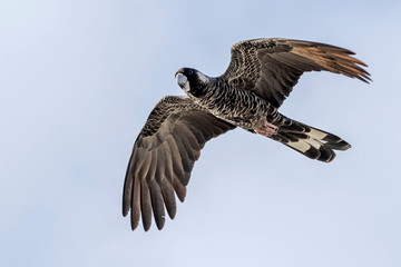 The Short-billed Black Cockatoo (Calyptorhynchus latirostris) also known as Carnaby's Cockatoo or Carnaby's Black Cockatoo is a large black cockatoo endemic to south-western Australia and threatened b © Imagevixen