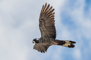 The Short-billed Black Cockatoo (Calyptorhynchus latirostris) also known as Carnaby's Cockatoo or Carnaby's Black Cockatoo is a large black cockatoo endemic to south-western Australia and threatened b