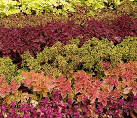 flowers in the garden