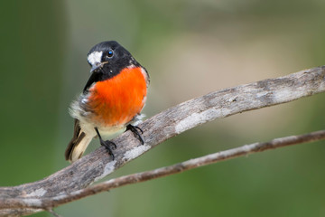 Scarlet Robin sitting on a branch , Perth Western Australian