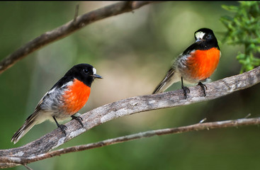 Two Scarlet Robins sitting on a branch , Perth Western Australian