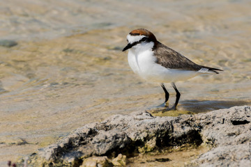 Red-capped plover ~ Charadrius ruficapillus ~ also known as the red-capped dotterel