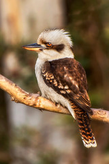 Australian Kookaburra. Kookaburras are terrestrial tree kingfishers of the genus Dacelo native to Australia and New Guinea.