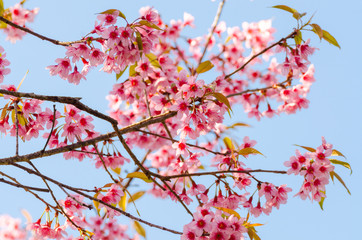 Beautiful pink flower of Sakura or Wild Himalayan Cherry tree in outdoor park with blue sky