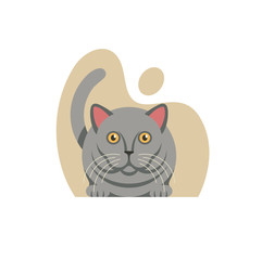 British Shorthair cat on white background. Vector illustra
