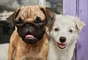 Portrait of two young ,different looking dogs, standing next to each other, photographed outside a pet shop in the Philippines