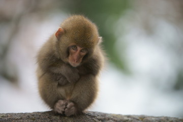 A baby monkey shivering in snowy field (part 2)