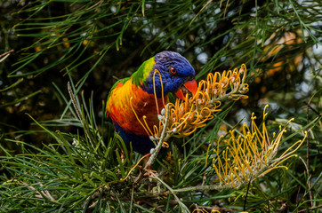 Rainbow Lorikeet - Trichoglossus moluccanus- species of parrot found in Australia
