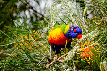 Rainbow Lorikeet - Trichoglossus moluccanus- species of parrot found in Australia