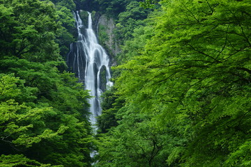 Obraz premium Famous waterfall (Kanba falls) in the Okayama, Japan