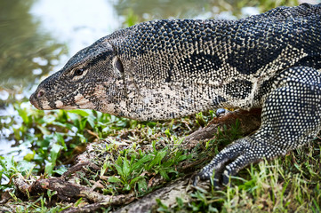 Half portrait of an older monitor lizard reptile walking on grass at Lumpini Park in Bangkok, Thailand