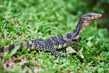 Portrait of a young monitor lizard reptile walking on grass at Lumpini Park in Bangkok, Thailand