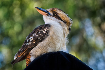 Australian Kookaburra. Kookaburras are terrestrial tree kingfishers of the genus Dacelo native to Australia and New Guinea.