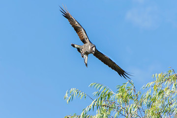 The Short-Billed Black Cockatoo (Calyptorhynchus latirostris), also known as Carnaby's Black Cockatoo, is a large black cockatoo endemic to southwest Australia.   In Flight 