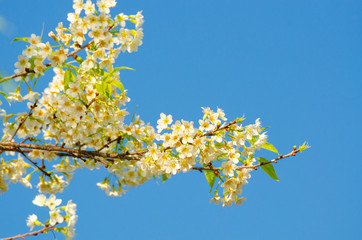 Beautiful white flower of Sakura or Wild Himalayan Cherry tree in outdoor park with blue sky