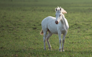 Obraz na płótnie Canvas White horse in the pampas